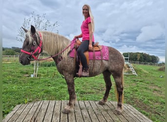 Altre razze, Giumenta, 5 Anni, 155 cm, Sauro scuro
