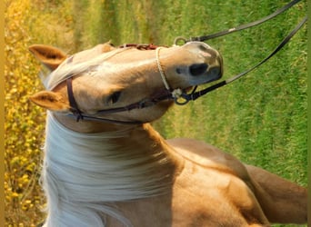 Altre razze Mix, Giumenta, 5 Anni, 158 cm, Palomino