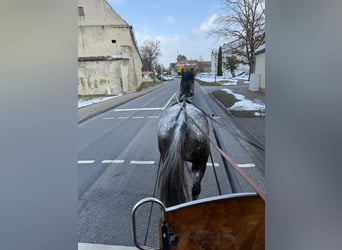 Altre razze, Giumenta, 5 Anni, 160 cm, Leardo