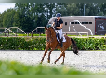 Altre razze, Giumenta, 5 Anni, 160 cm, Sauro