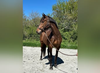 Altre razze, Giumenta, 5 Anni, 161 cm, Baio ciliegia