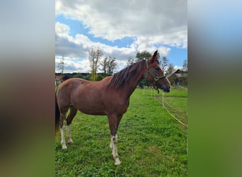 Altre razze, Giumenta, 5 Anni, 161 cm, Sabino