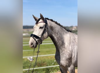 Altre razze Mix, Giumenta, 5 Anni, 162 cm, Grigio