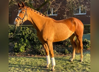 Altre razze, Giumenta, 5 Anni, 162 cm, Sauro