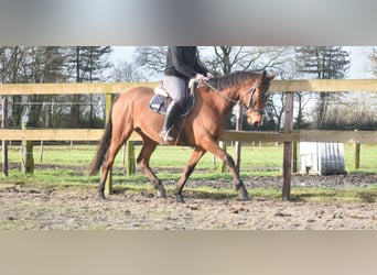 Altre razze, Giumenta, 5 Anni, 163 cm, Baio