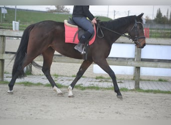 Altre razze, Giumenta, 5 Anni, 163 cm, Baio scuro