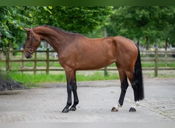 Altre razze, Giumenta, 5 Anni, 166 cm, Sauro