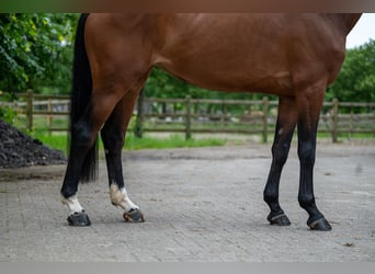 Altre razze, Giumenta, 5 Anni, 166 cm, Sauro