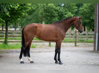 Altre razze, Giumenta, 5 Anni, 166 cm, Sauro