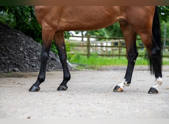 Altre razze, Giumenta, 5 Anni, 166 cm, Sauro