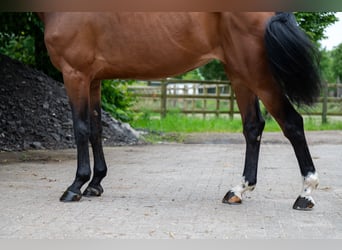 Altre razze, Giumenta, 5 Anni, 166 cm, Sauro