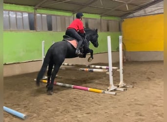 Altre razze, Giumenta, 5 Anni, Morello