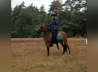 Altre razze, Giumenta, 6 Anni, 115 cm, Baio ciliegia