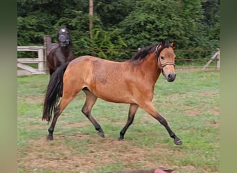 Altre razze, Giumenta, 6 Anni, 115 cm, Baio ciliegia