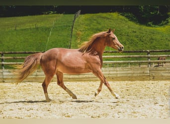 Altre razze, Giumenta, 6 Anni, 147 cm, Sauro