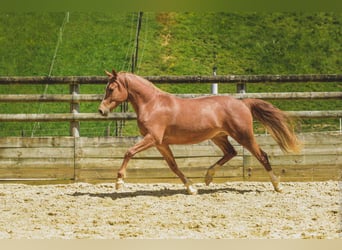 Altre razze, Giumenta, 6 Anni, 147 cm, Sauro