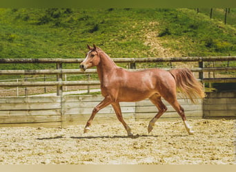 Altre razze, Giumenta, 6 Anni, 147 cm, Sauro