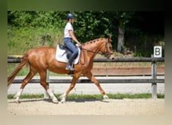 Altre razze, Giumenta, 6 Anni, 147 cm, Sauro