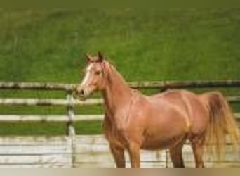 Altre razze, Giumenta, 6 Anni, 147 cm, Sauro
