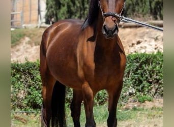 Altre razze Mix, Giumenta, 6 Anni, 150 cm, Baio ciliegia