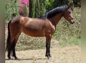 Altre razze Mix, Giumenta, 6 Anni, 150 cm, Baio ciliegia
