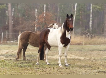 Altre razze, Giumenta, 6 Anni, 150 cm, Pezzato