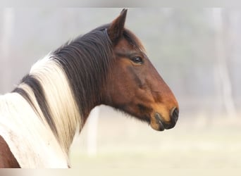 Altre razze, Giumenta, 6 Anni, 150 cm, Pezzato