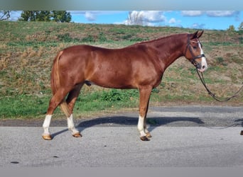 Altre razze, Giumenta, 6 Anni, 151 cm, Red dun