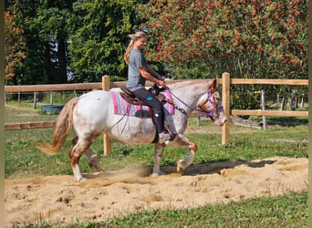 Altre razze, Giumenta, 6 Anni, 152 cm, Leopard