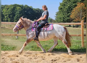 Altre razze, Giumenta, 6 Anni, 152 cm, Leopard