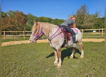 Altre razze, Giumenta, 6 Anni, 152 cm, Leopard