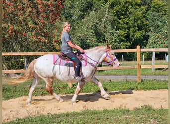 Altre razze, Giumenta, 6 Anni, 152 cm, Leopard