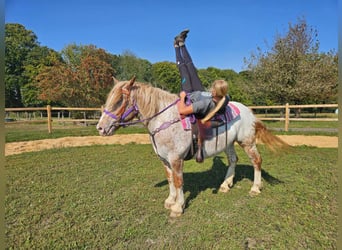 Altre razze, Giumenta, 6 Anni, 152 cm, Leopard