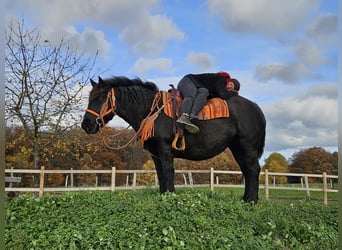 Altre razze, Giumenta, 6 Anni, 152 cm, Morello