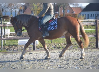 Altre razze, Giumenta, 6 Anni, 152 cm, Sauro