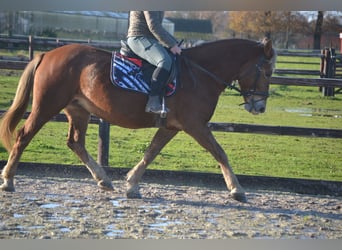 Altre razze, Giumenta, 6 Anni, 152 cm, Sauro