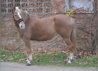 Altre razze, Giumenta, 6 Anni, 152 cm, Sauro