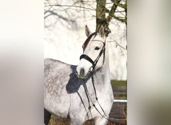 Altre razze, Giumenta, 6 Anni, 154 cm, Grigio