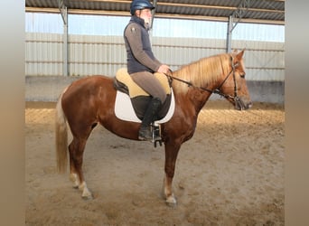 Altre razze, Giumenta, 6 Anni, 154 cm, Sauro