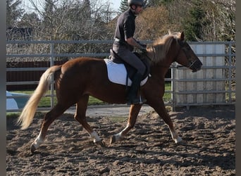 Altre razze, Giumenta, 6 Anni, 154 cm, Sauro