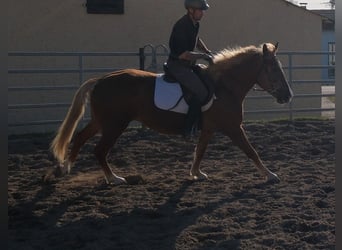 Altre razze, Giumenta, 6 Anni, 154 cm, Sauro