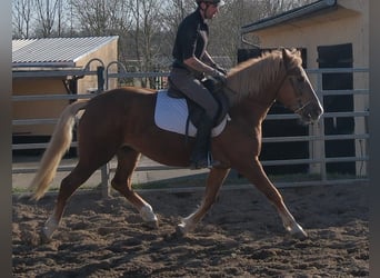 Altre razze, Giumenta, 6 Anni, 154 cm, Sauro