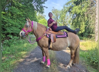 Altre razze, Giumenta, 6 Anni, 155 cm, Baio