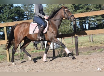 Altre razze, Giumenta, 6 Anni, 157 cm, Baio