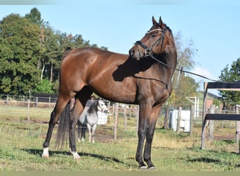 Altre razze, Giumenta, 6 Anni, 157 cm, Baio