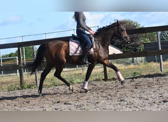 Altre razze, Giumenta, 6 Anni, 157 cm, Baio