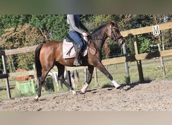 Altre razze, Giumenta, 6 Anni, 157 cm, Baio