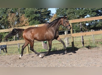 Altre razze, Giumenta, 6 Anni, 157 cm, Baio