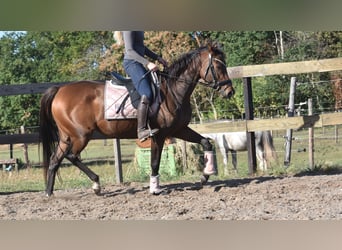 Altre razze, Giumenta, 6 Anni, 157 cm, Baio