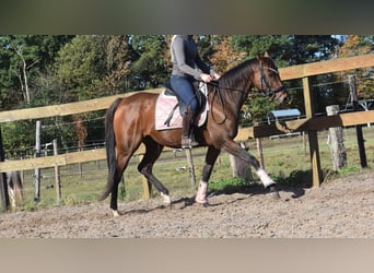 Altre razze, Giumenta, 6 Anni, 157 cm, Baio